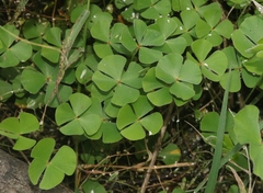 Marsilea macropoda