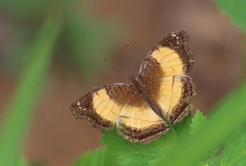 Junonia terea terea