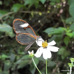 Pagyris cymothoe
