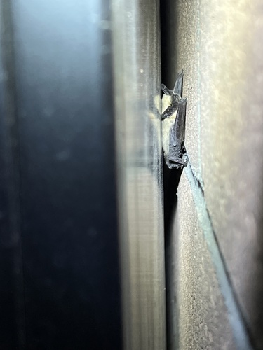 iNaturalist observation photo of Canyon Bat
