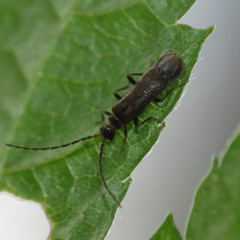 Malthodes