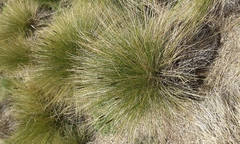 Muhlenbergia macroura
