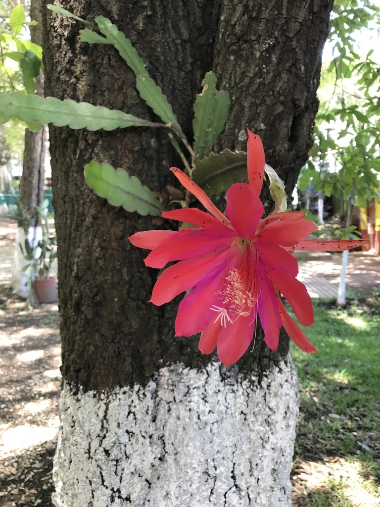 Disocactus ackermannii