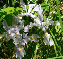 Iris tenax