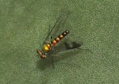 Condylostylus quadricolor