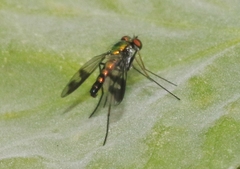 Condylostylus quadricolor