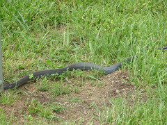 Coluber constrictor foxii