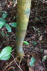 Calophyllum apetalum