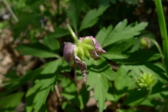 Anemonoides nemorosa