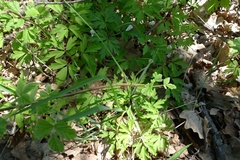 Anemonoides nemorosa