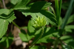 Anemonoides nemorosa