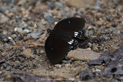 Papilio castor