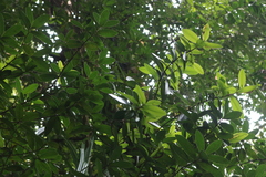 Calophyllum apetalum