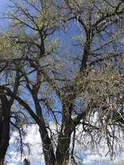 Populus deltoides monilifera