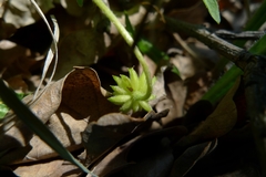 Anemonoides nemorosa