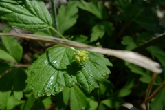 Anemonoides nemorosa