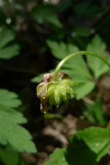 Anemonoides nemorosa