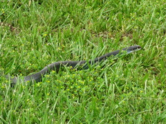 Coluber constrictor foxii