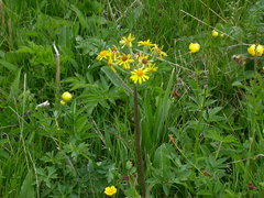 Tephroseris helenitis