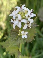 Alliaria petiolata