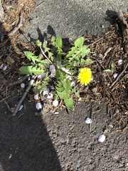 Taraxacum officinale