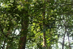 Calophyllum apetalum