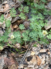 Aeschynomene viscidula