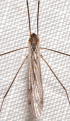 Dicranomyia liberta