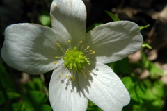 Anemonoides nemorosa