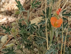 Sphaeralcea grossulariifolia