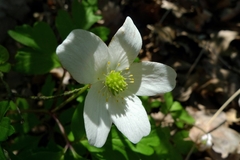 Anemonoides nemorosa