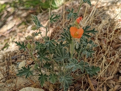 Sphaeralcea grossulariifolia