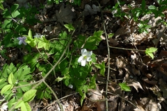 Anemonoides nemorosa