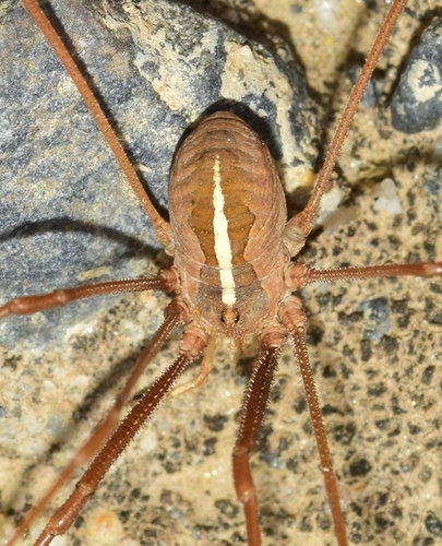 Metaphalangium cirtanum, Almería, España, photo 9 of 10