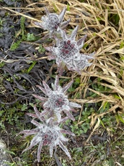 Cynoglossum magellense