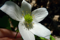 Anemonoides nemorosa