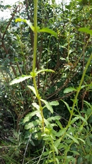 Sideritis arborescens