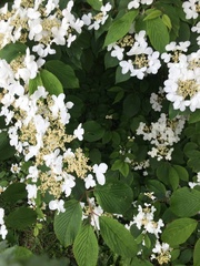Viburnum plicatum