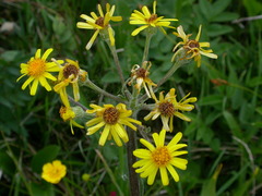 Tephroseris helenitis