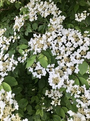 Viburnum plicatum