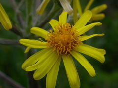 Tephroseris helenitis