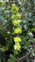 Sideritis arborescens