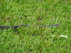 Coluber constrictor foxii