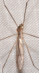 Dicranomyia liberta