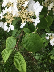 Viburnum plicatum