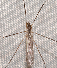 Dicranomyia liberta