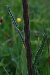 Tephroseris helenitis