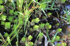 Bacopa caroliniana