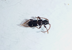 Phymatodes nitidus