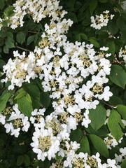 Viburnum plicatum